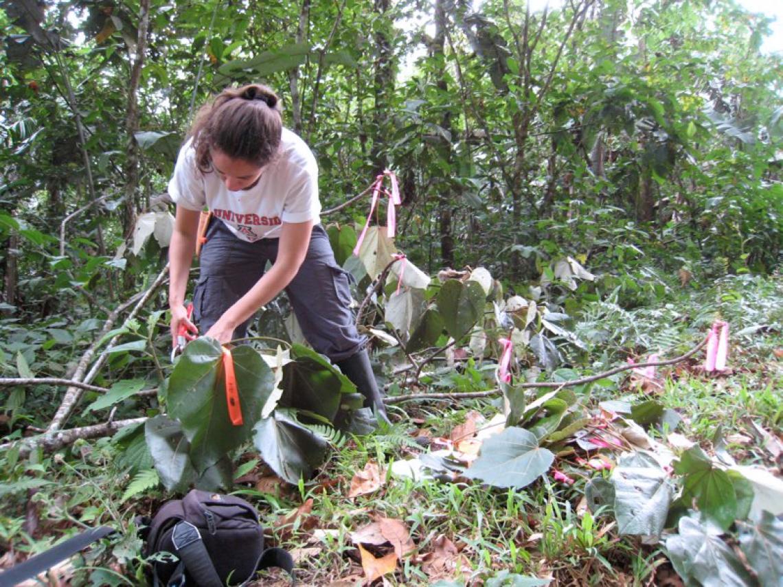 Cathy Hulshoff, a graduate student in Brian Enquist's group, takes measurements on a tree in the rainforest. 